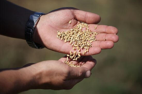 Russia Rice Harvesting