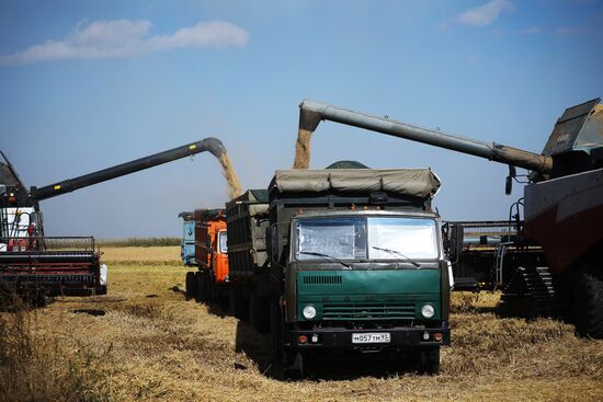 Russia Rice Harvesting