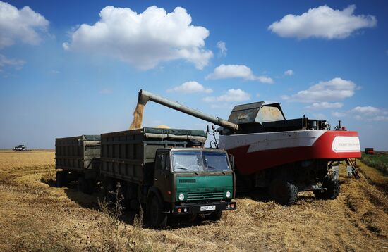 Russia Rice Harvesting