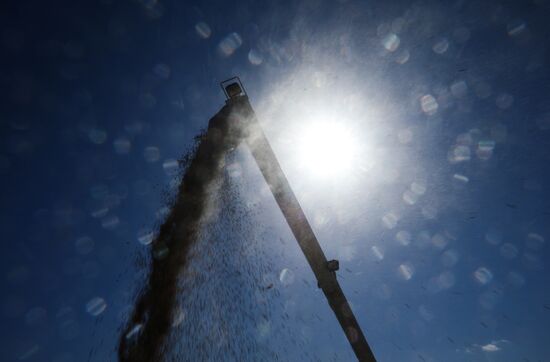 Russia Rice Harvesting