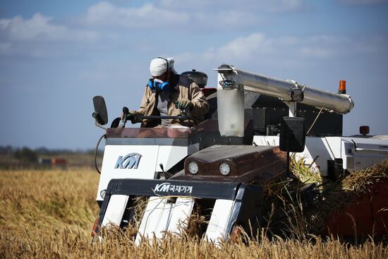 Russia Rice Harvesting