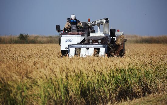Russia Rice Harvesting