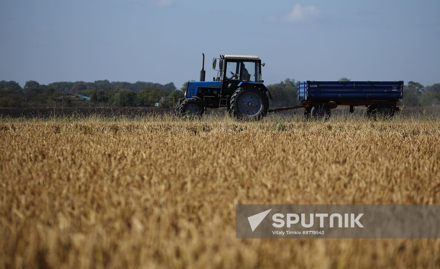 Russia Rice Harvesting