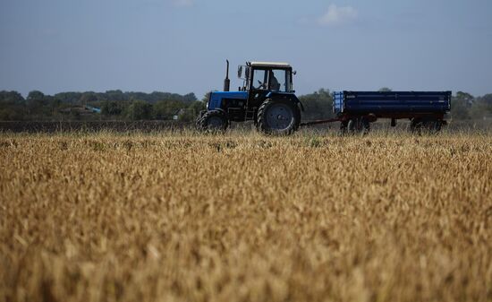 Russia Rice Harvesting