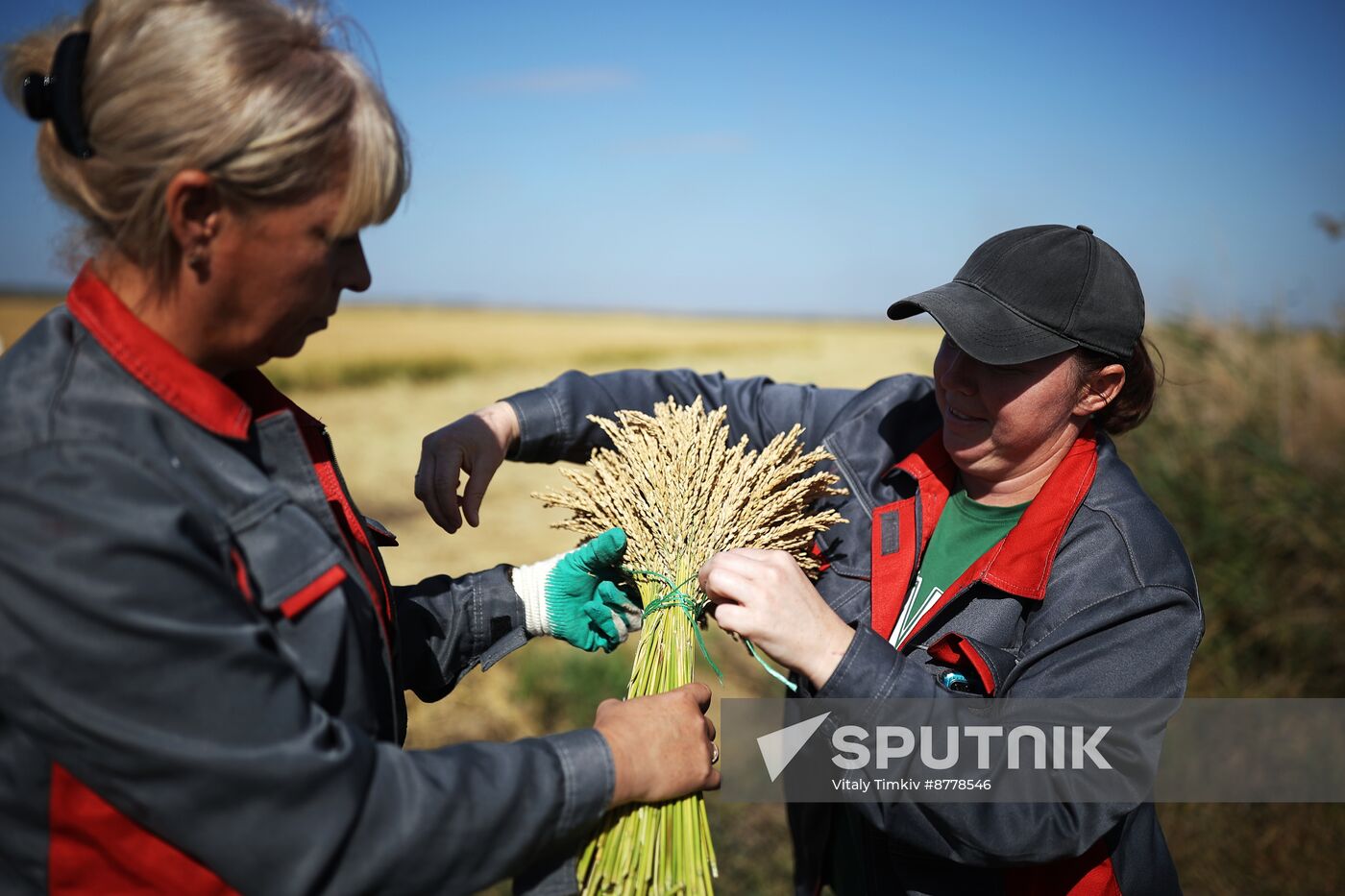 Russia Rice Harvesting
