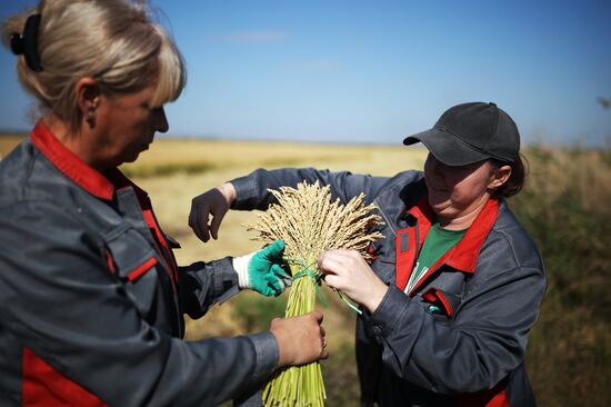 Russia Rice Harvesting