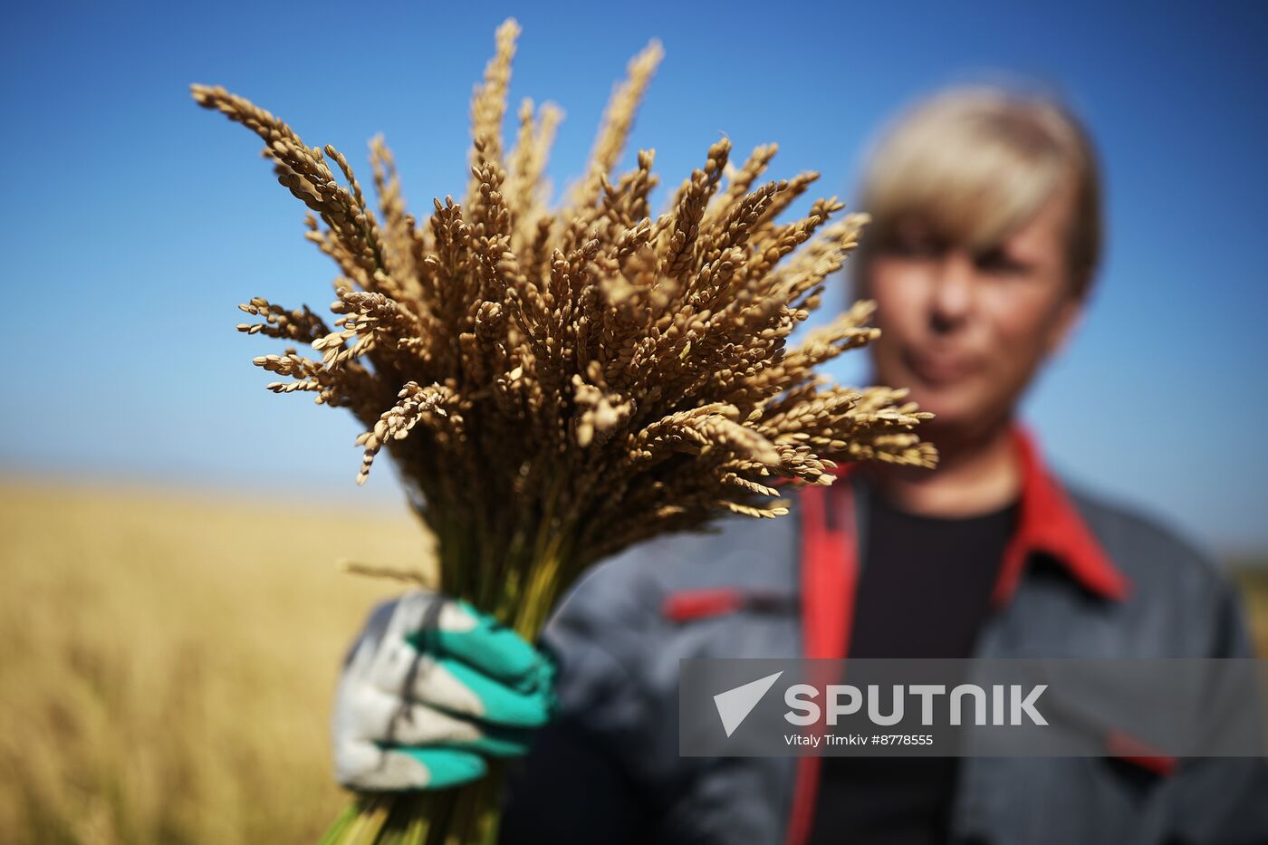 Russia Rice Harvesting