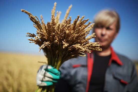 Russia Rice Harvesting