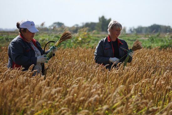 Russia Rice Harvesting