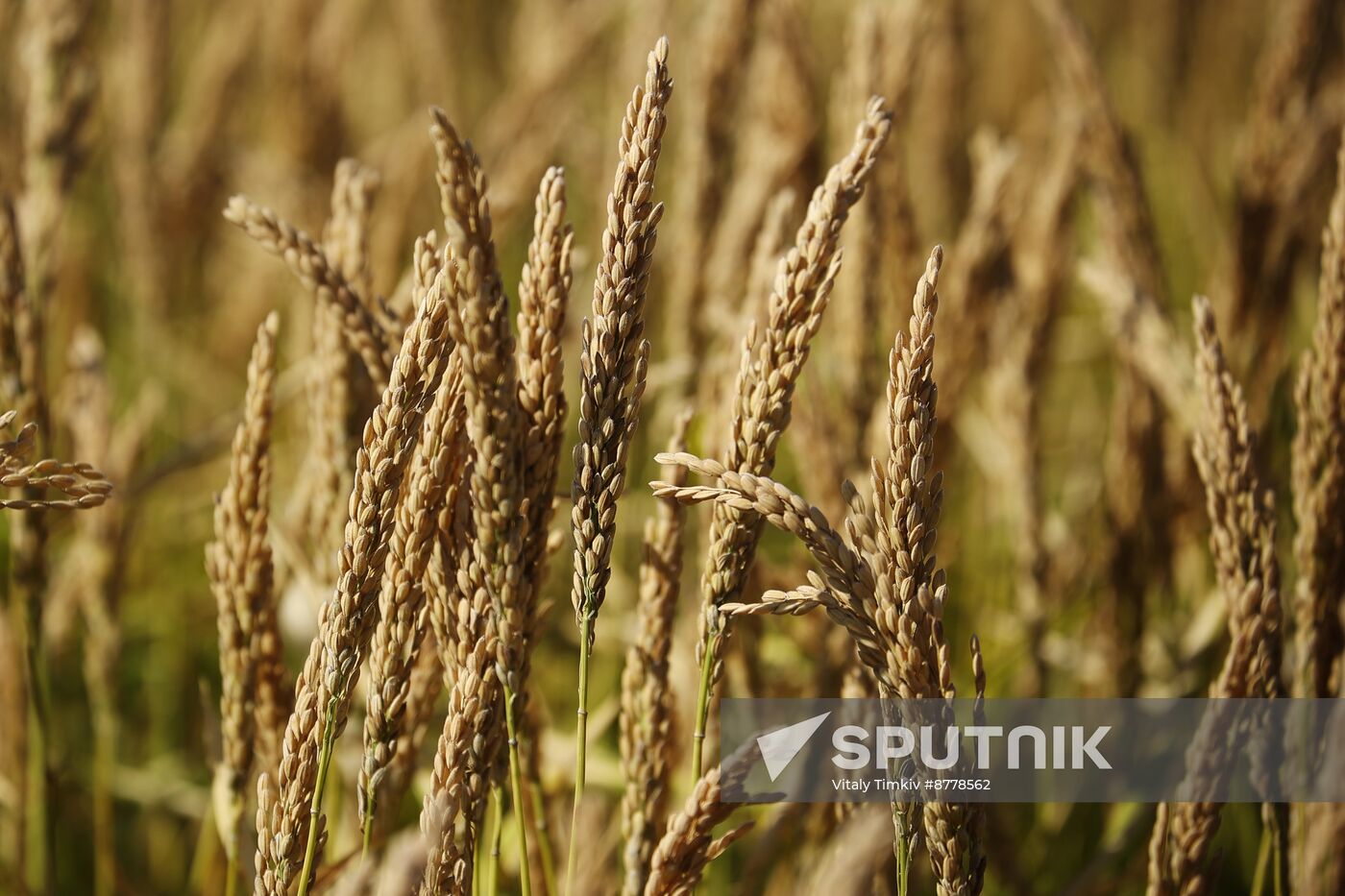 Russia Rice Harvesting
