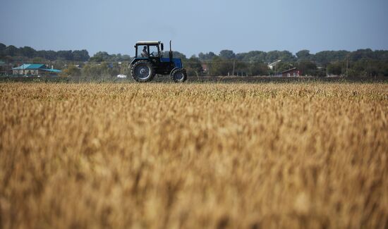 Russia Rice Harvesting