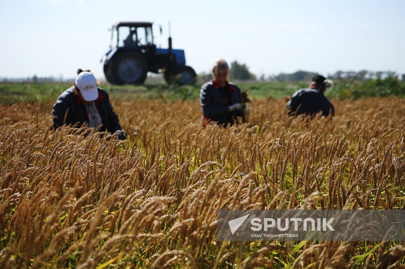 Russia Rice Harvesting