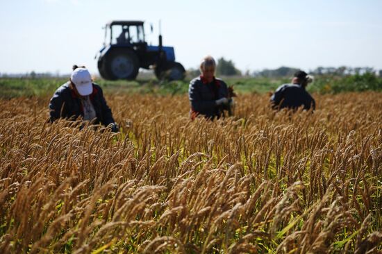 Russia Rice Harvesting
