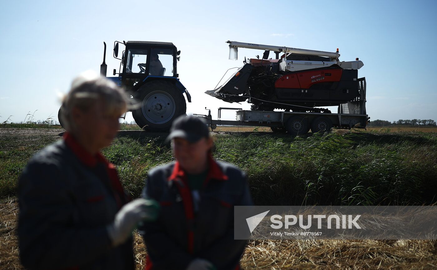 Russia Rice Harvesting