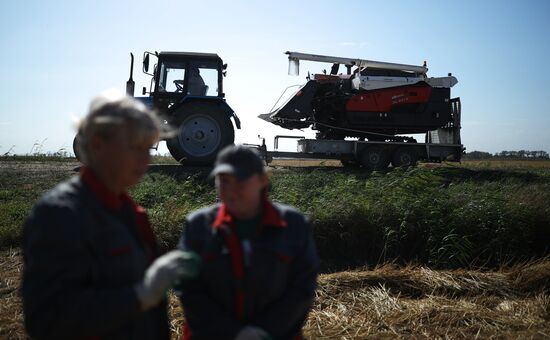 Russia Rice Harvesting