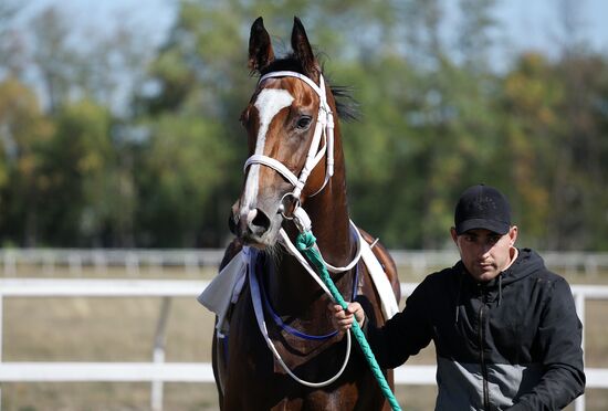 Russia Horse Race