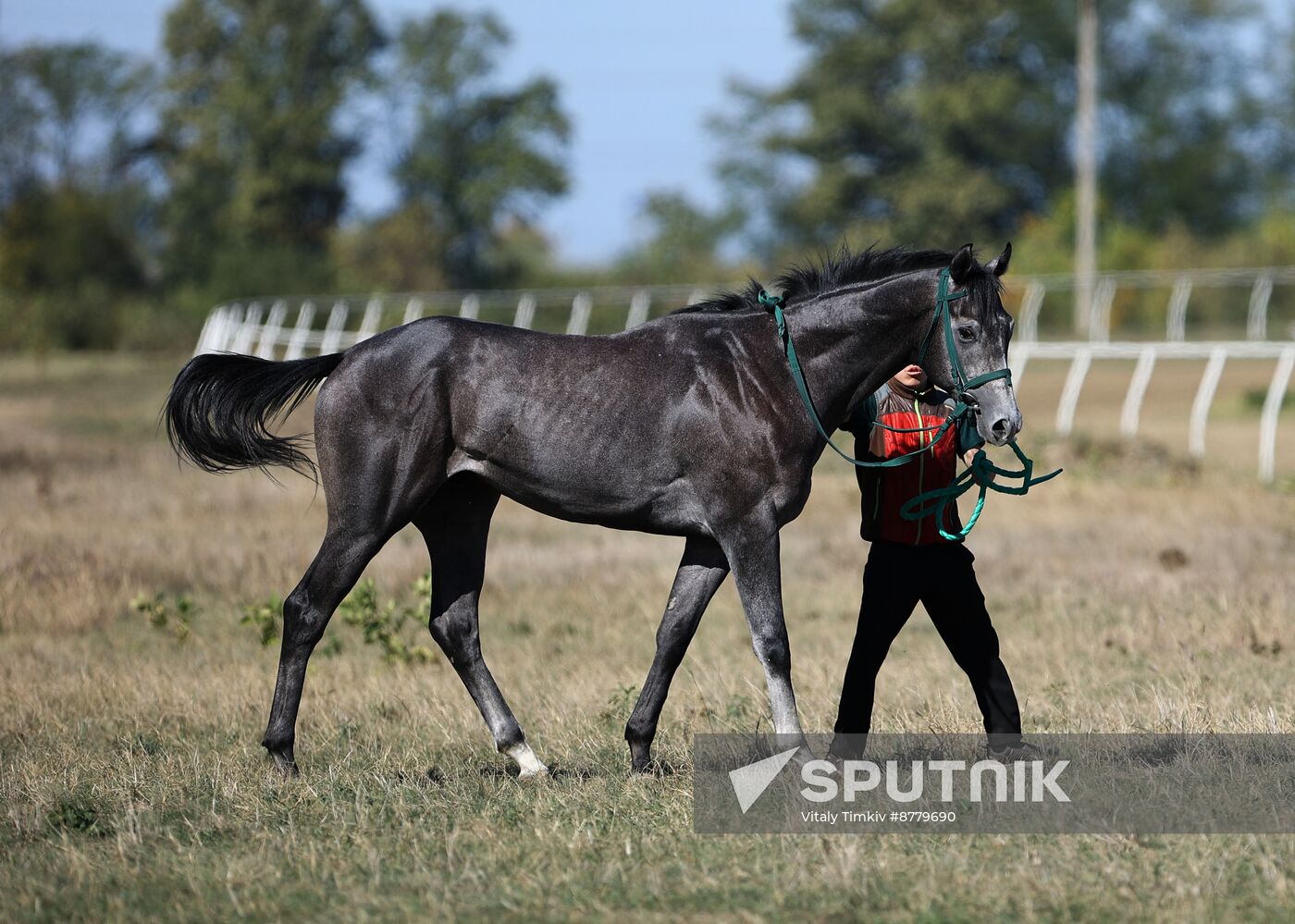 Russia Horse Race