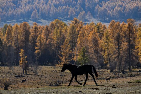 Russia Environment