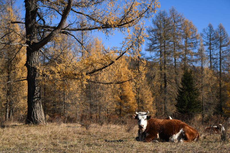 Autumn Colours