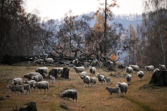 Russia Environment