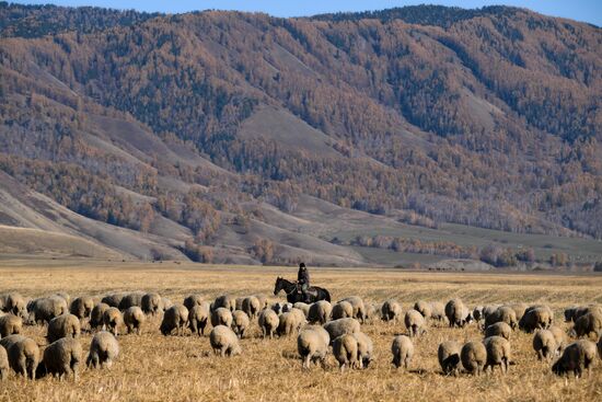 Russia Siberia Herding Camp