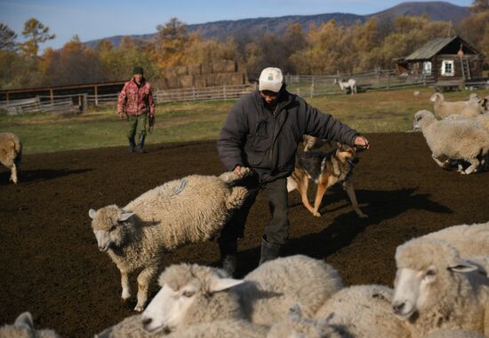 Russia Siberia Herding Camp