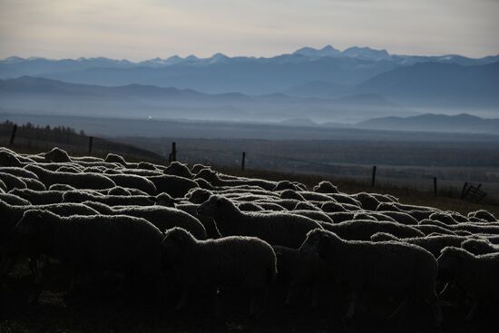 Russia Siberia Herding Camp