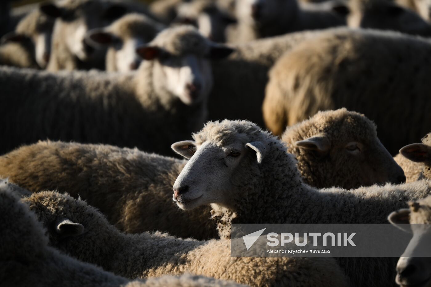 Russia Siberia Herding Camp