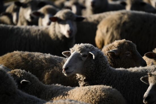 Russia Siberia Herding Camp