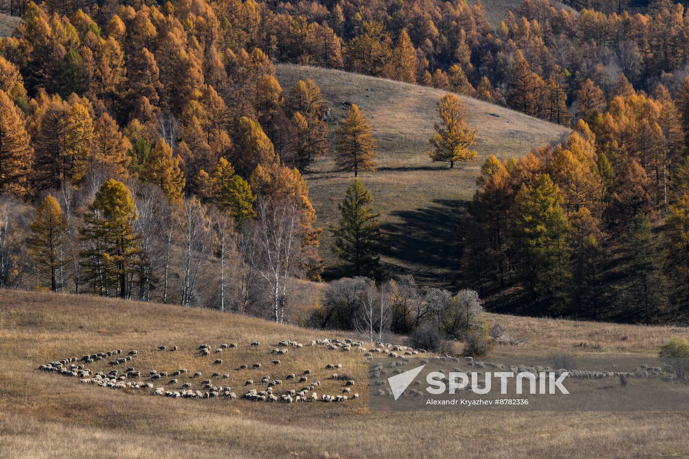 Russia Siberia Herding Camp