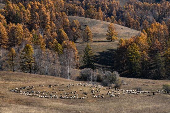 Russia Siberia Herding Camp