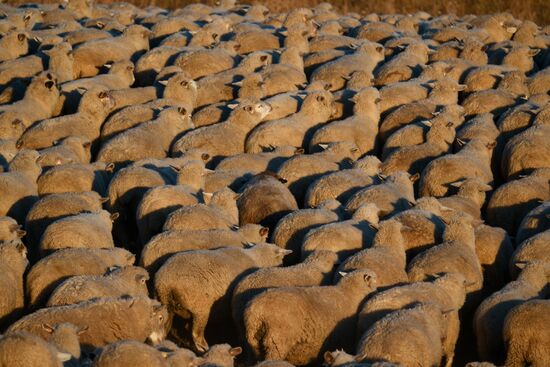 Russia Siberia Herding Camp