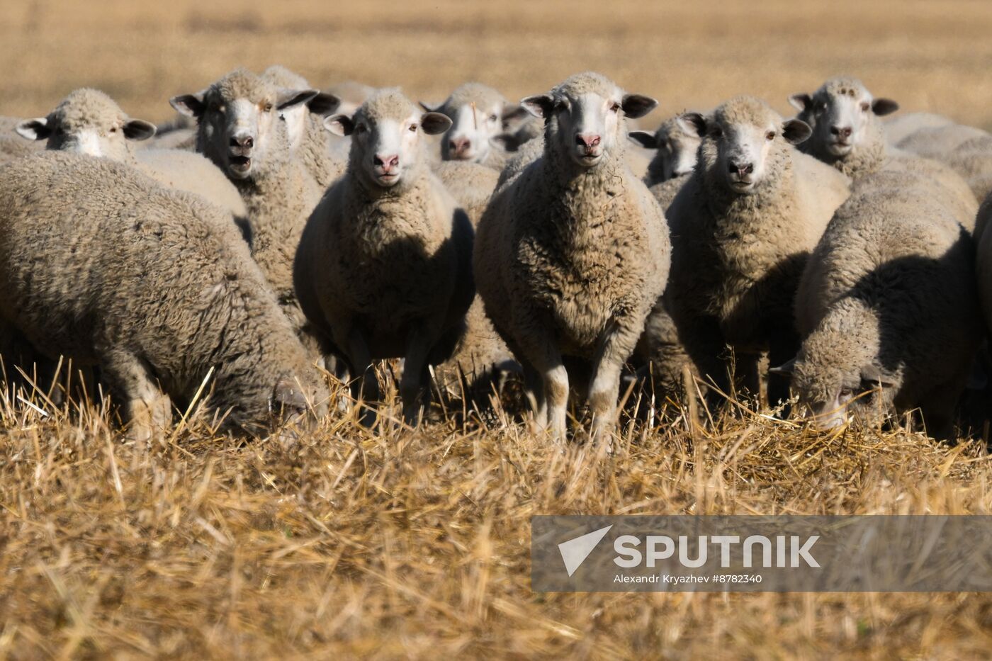 Russia Siberia Herding Camp