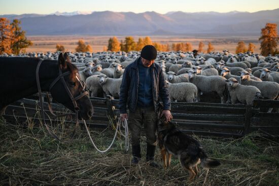 Russia Siberia Herding Camp