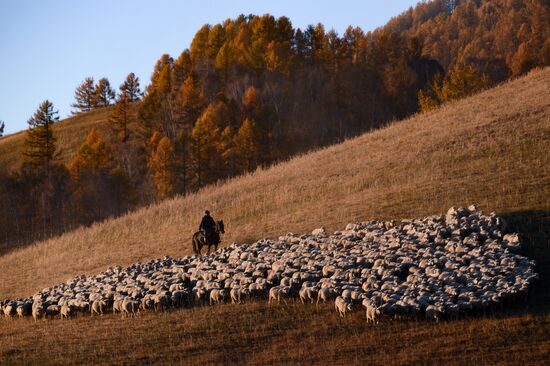 Russia Siberia Herding Camp