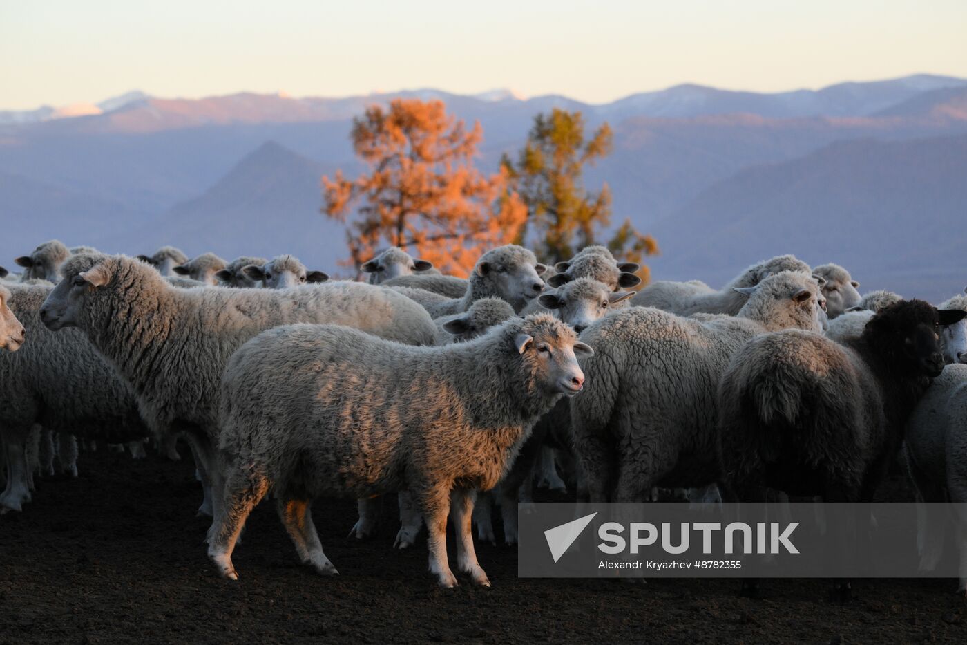 Russia Siberia Herding Camp