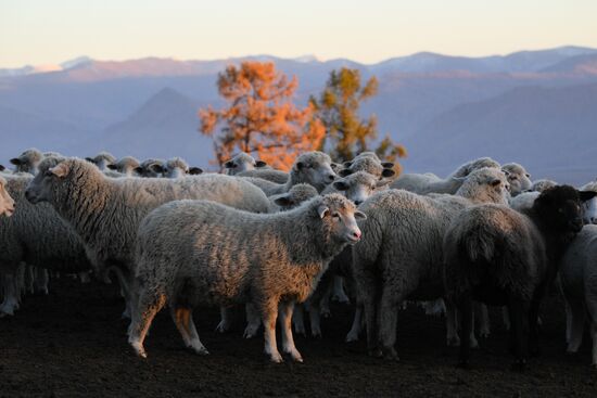 Russia Siberia Herding Camp