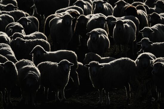 Russia Siberia Herding Camp