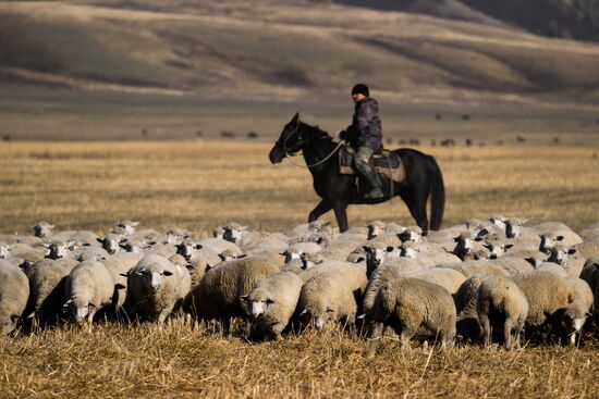 Russia Siberia Herding Camp