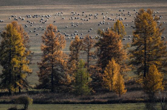 Russia Siberia Herding Camp