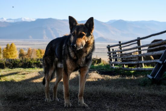Russia Siberia Herding Camp