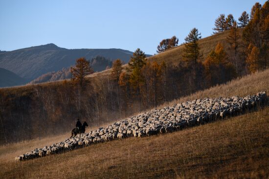Russia Siberia Herding Camp