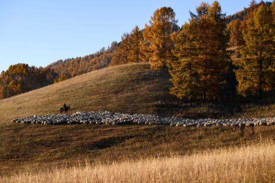 Russia Siberia Herding Camp