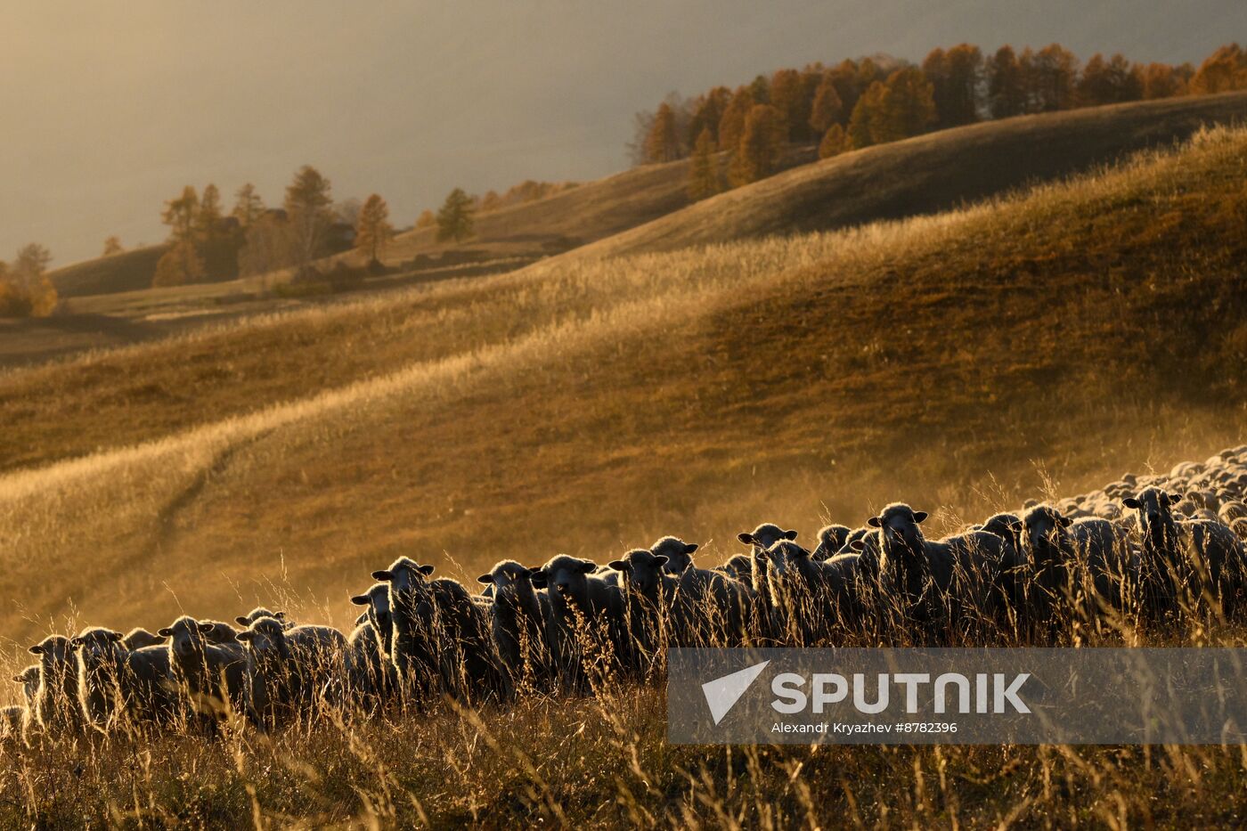 Russia Siberia Herding Camp