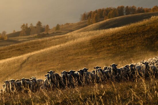 Russia Siberia Herding Camp
