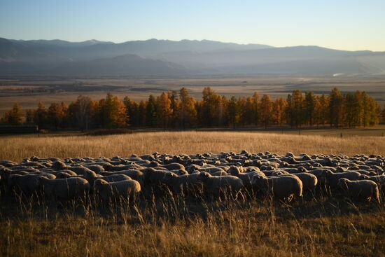 Russia Siberia Herding Camp
