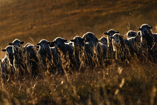 Russia Siberia Herding Camp