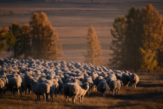 Russia Siberia Herding Camp