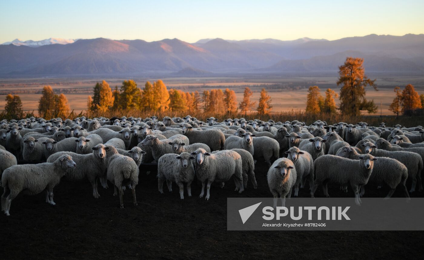 Russia Siberia Herding Camp
