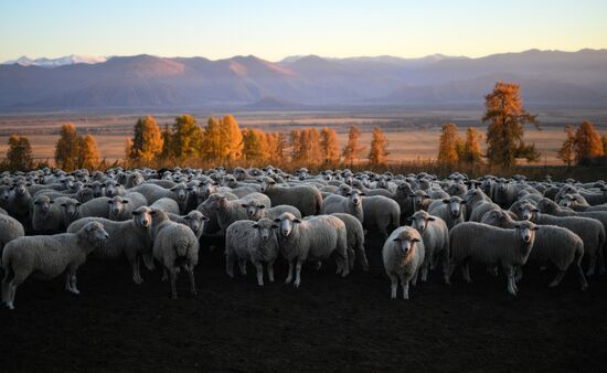 Russia Siberia Herding Camp